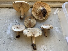 Lactarius mucidus