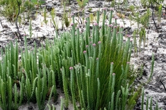 Lachnospermum umbellatum