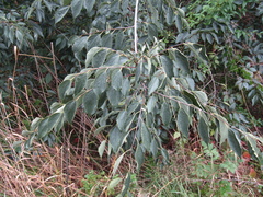 Celtis caucasica