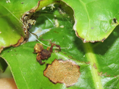 Epicadus trituberculatus