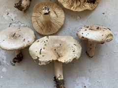 Lactarius mucidus