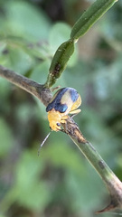 Derospidea ornata
