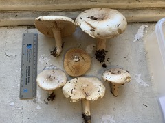 Lactarius mucidus