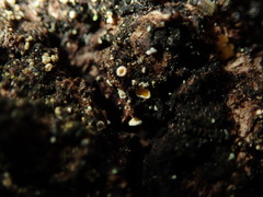 Lachnellula
