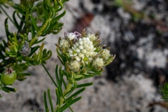 Phylica imberbis