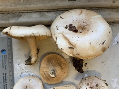 Lactarius mucidus