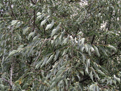 Celtis caucasica