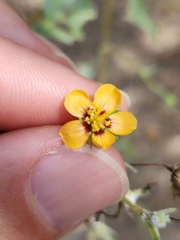 Abutilon trisulcatum