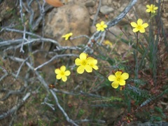 Linum brevistylum