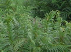 Lullula arborea