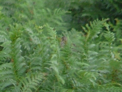 Lullula arborea