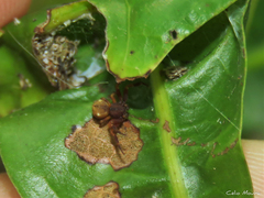 Epicadus trituberculatus