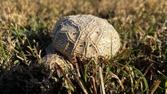 Calvatia craniiformis