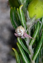 Thomisus citrinellus