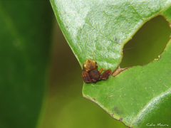 Epicadus trituberculatus