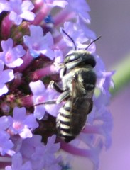 Megachile