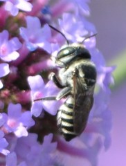Megachile