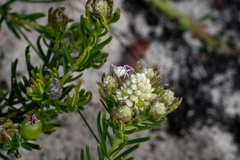 Thomisus citrinellus