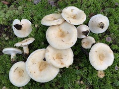 Lactarius resimus