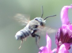 Megachile