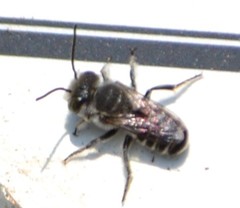 Megachile