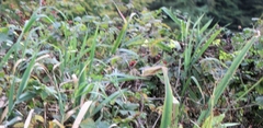 Iris foetidissima