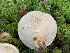 Lactarius resimus