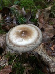 Amanita umbrinolutea