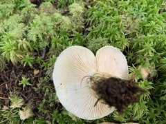 Lactarius resimus