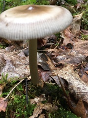Amanita umbrinolutea