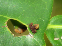Epicadus trituberculatus