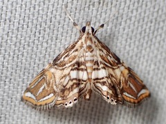 Paracymoriza eromenalis