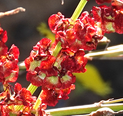 Rumex cordatus