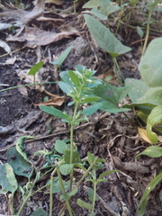 Dracocephalum thymiflorum