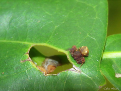 Epicadus trituberculatus