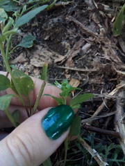 Dracocephalum thymiflorum