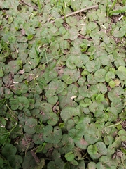Dichondra