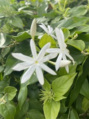 Jasminum