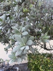 Conocarpus erectus