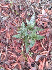 Ledebouria luteola