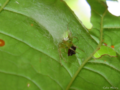 Araneus venatrix