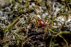 Erythraeoidea