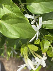 Jasminum