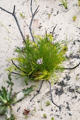 Serruria rubricaulis