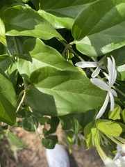 Jasminum