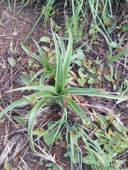 Hypoxis hemerocallidea