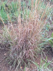 Themeda triandra