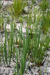 Lachnospermum umbellatum