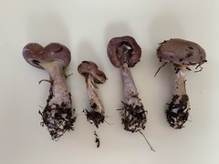 Cortinarius transiens