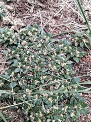 Gomphrenoideae